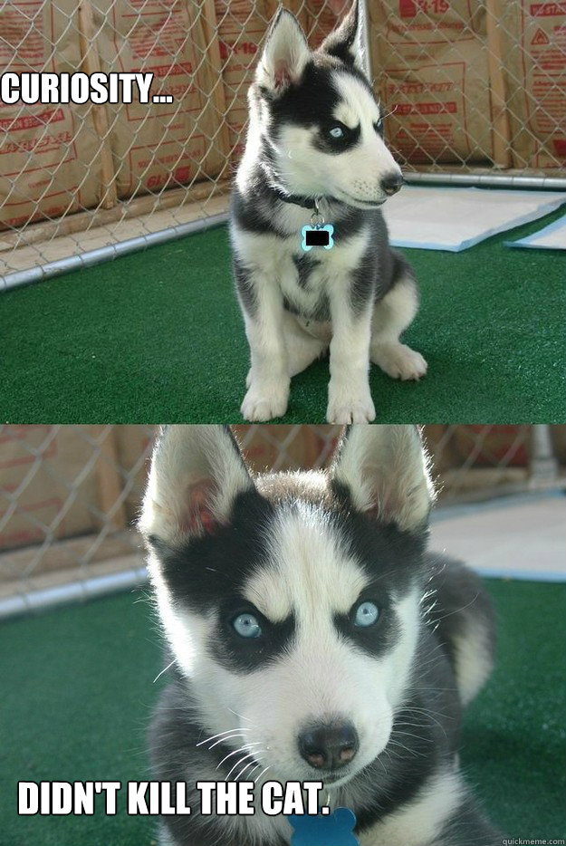 Curiosity... Didn't kill the cat.  Insanity puppy