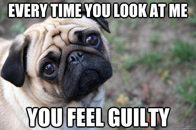 Every time you look at me You feel guilty  First World Dog problems