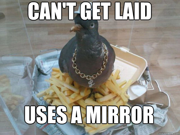 Can't get laid Uses a mirror - Can't get laid Uses a mirror  Socially Awesome Pigeon