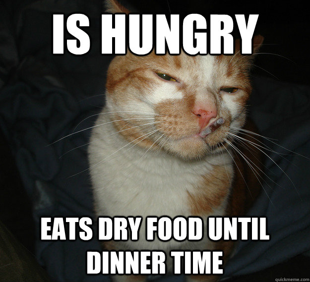 is hungry eats dry food until dinner time  Good Guy Cat