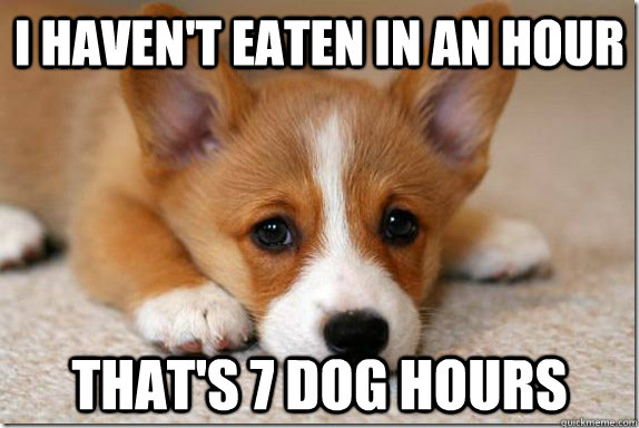 I haven't eaten in an hour That's 7 dog hours - I haven't eaten in an hour That's 7 dog hours  Misc