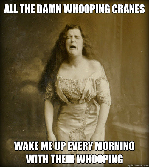 all the damn whooping cranes wake me up every morning with their whooping - all the damn whooping cranes wake me up every morning with their whooping  1890s Problems