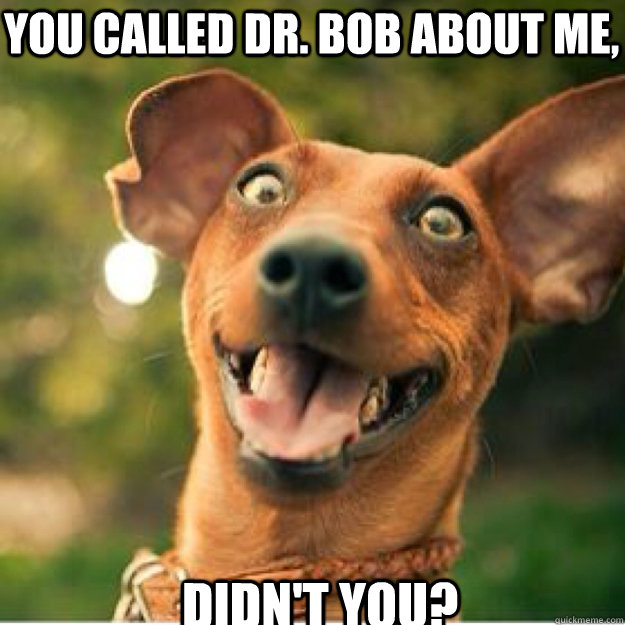 You Called Dr. Bob About me,  Didn't you?  crazy dog