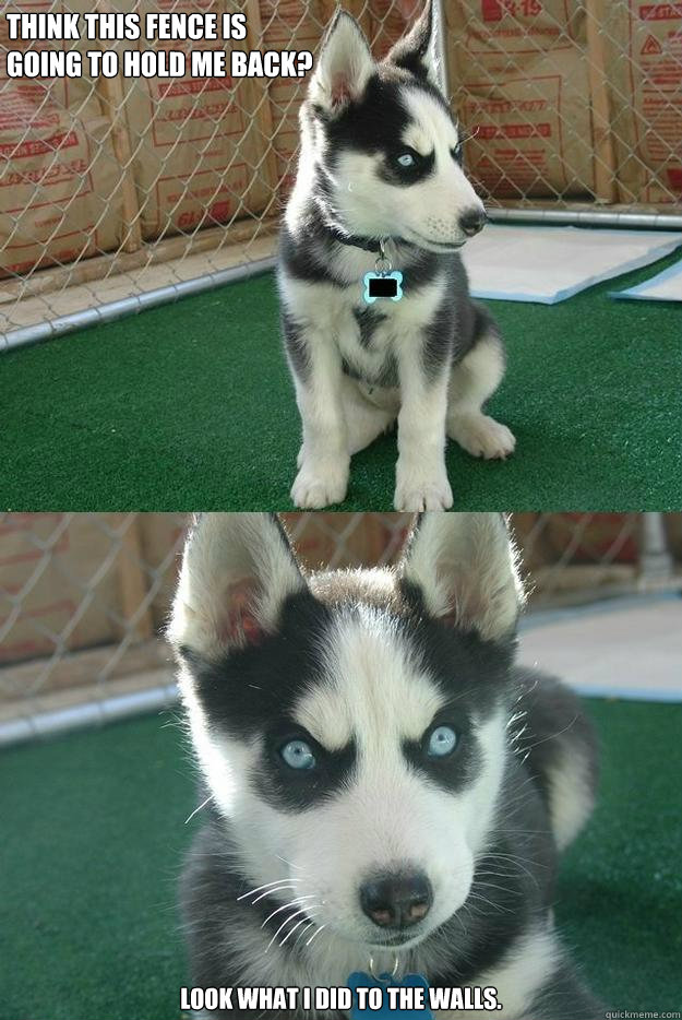Think this fence is 
going to hold me back? Look what I did to the walls.  Insanity puppy