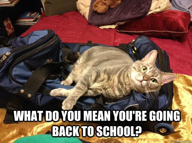 What do you mean you're going back to school?  
