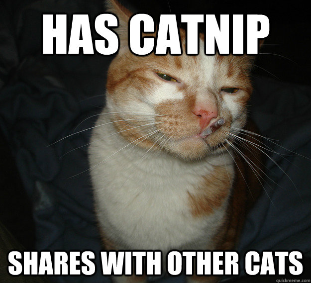 Has catnip shares with other cats  Good Guy Cat