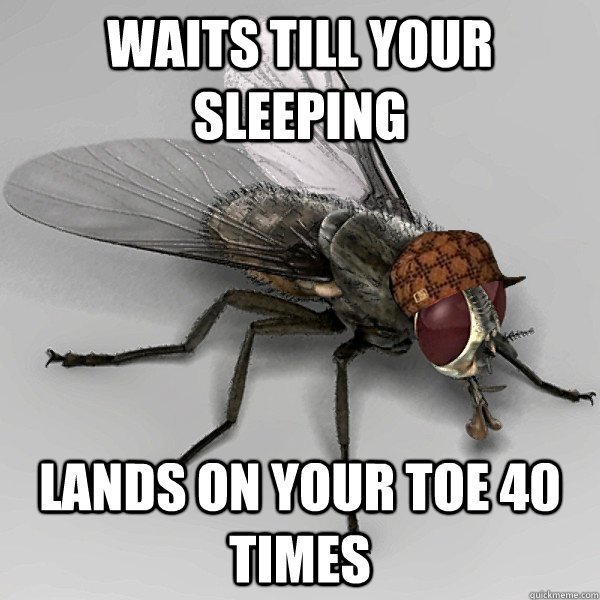 waits till your sleeping lands on your toe 40 times  Scumbag Fly