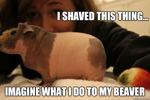 I shaved this thing... Imagine what I do to my Beaver - I shaved this thing... Imagine what I do to my Beaver  Shaved Animals