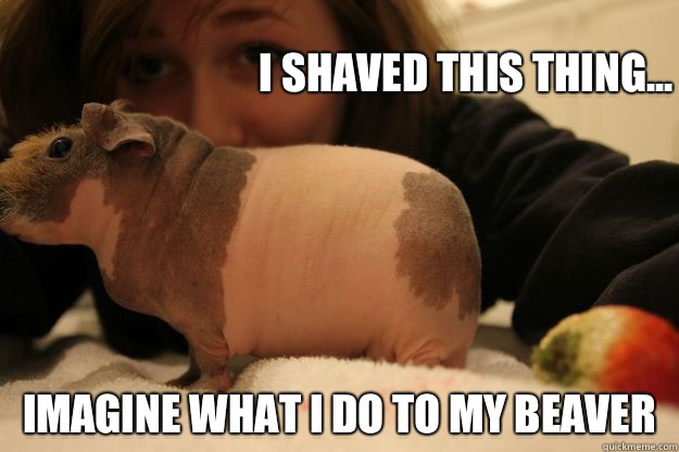 Shaved Beaver Pic.