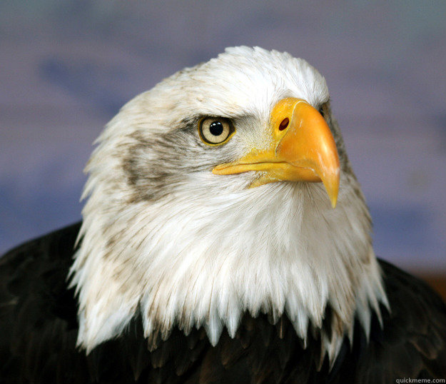   -    angry patriotic eagle