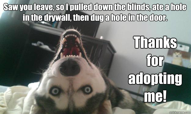 Saw you leave, so I pulled down the blinds, ate a hole in the drywall, then dug a hole in the door. Thanks
for
adopting
me!  Over Obsessive Dog