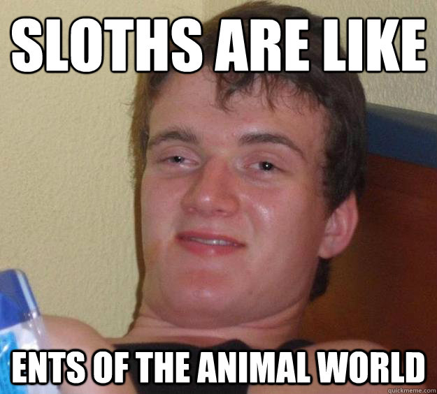 sloths are like ents of the animal world   10 Guy