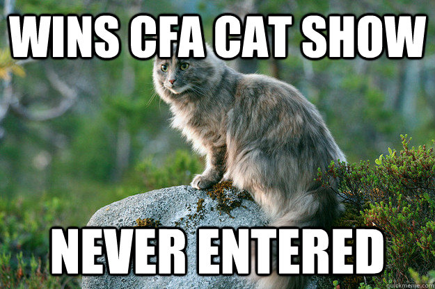 Wins cfa cat show never entered - Wins cfa cat show never entered  Ridiculously Photogenic Cat