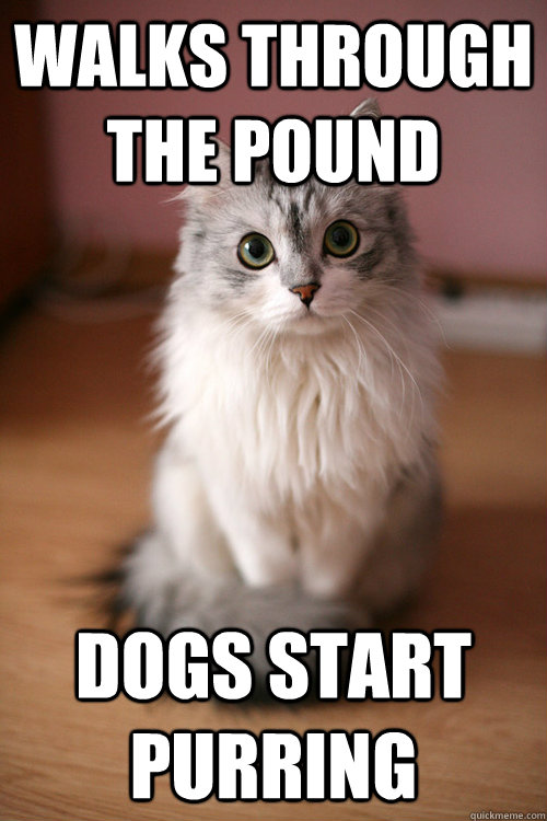 walks through the pound dogs start purring - walks through the pound dogs start purring  Ridiculously Photogenic Cat