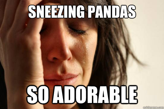 Sneezing pandas So adorable  First World Problems