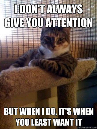 I don't always give you attention but when i do, it's when you least want it  The Most Interesting Cat in the World