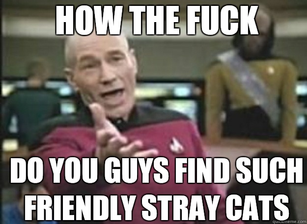 How the fuck do you guys find such friendly stray cats  how the fuck