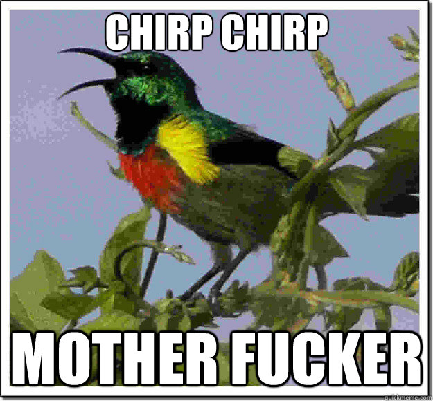 Chirp chirp Mother fucker - Chirp chirp Mother fucker  Misc