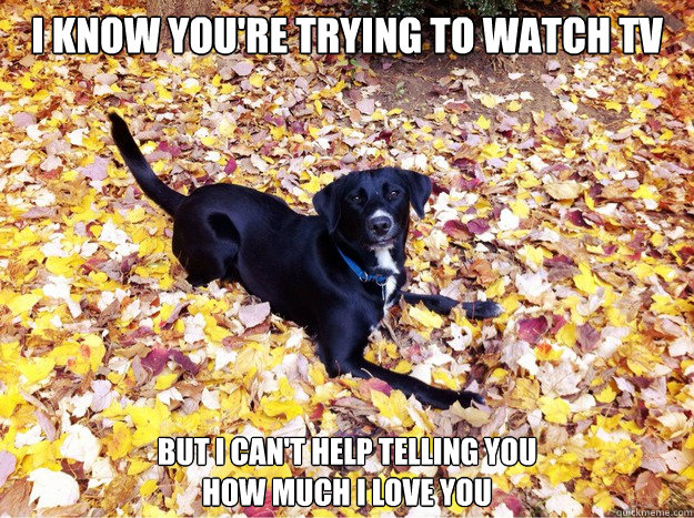 I know you're trying to watch TV But I can't help telling you 
how much I love you  Guilt Giving Good Dog