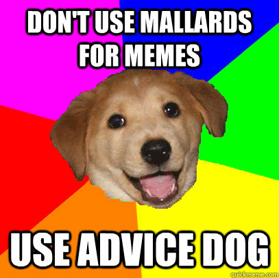 Don't Use Mallards for memes Use Advice Dog  Advice Dog