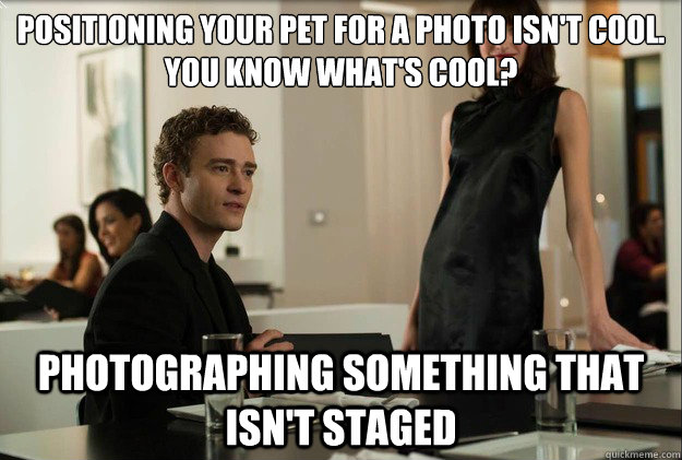 positioning your pet for a photo isn't cool. 
You know what's cool? photographing something that isn't staged  justin timberlake the social network scene