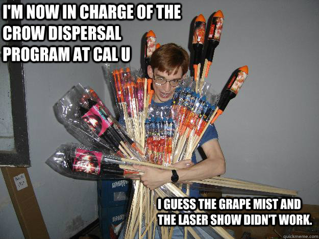 I'm now in charge of the Crow Dispersal program at Cal U I guess the grape mist and the laser show didn't work.  Crazy Fireworks Nerd