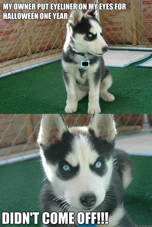 My owner put eyeliner on my eyes for halloween one year... Didn't come off!!!  Insanity puppy