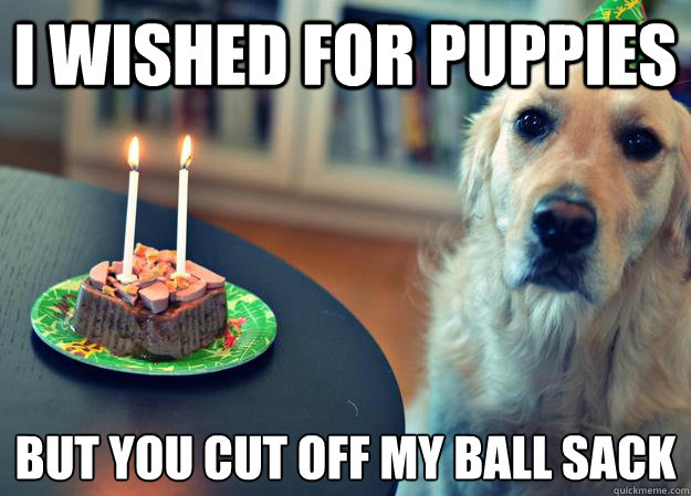 I wished for puppies But you cut off my ball sack  Sad Birthday Dog
