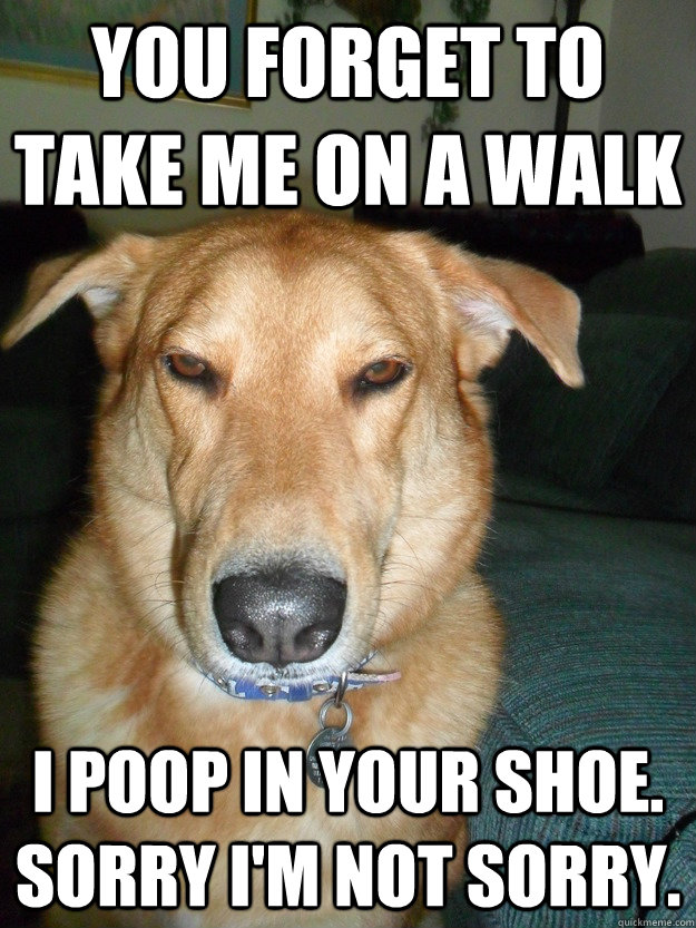 You to take me on a walk I poop in your shoe. Sorry I'm not