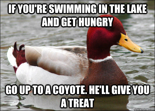 If you're swimming in the lake and get hungry Go up to a coyote. He'll give you a treat  Malicious Advice Mallard
