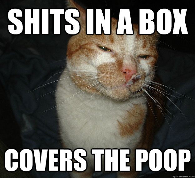 Shits in a box covers the poop  Cool Cat Craig