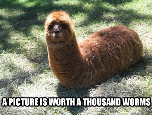  a picture is worth a thousand worms  Alpacapillar