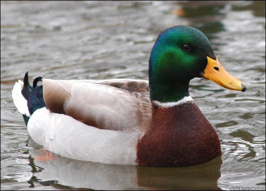    Actual Advice Mallard