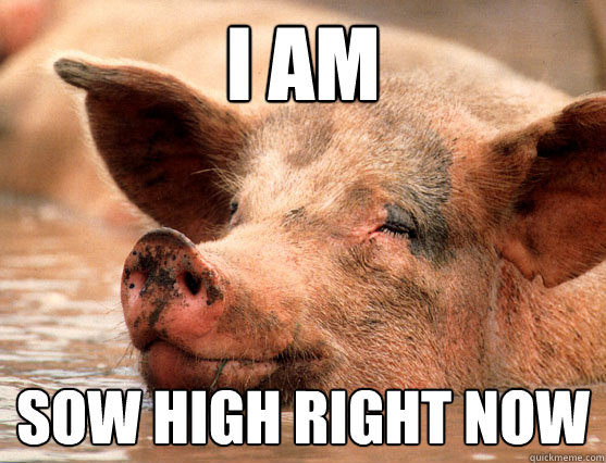 I am SOW HIGH RIGHT NOW  Stoner Pig
