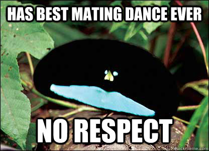 Has best mating dance ever no respect - Has best mating dance ever no respect  Socially Awkward Bird of Paradise