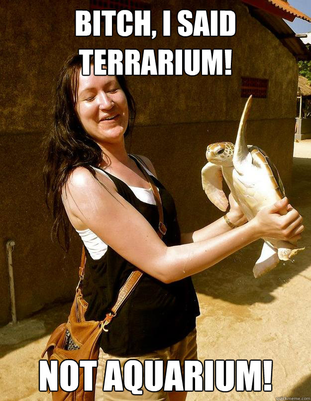 Bitch, I said TERRARIUM! NOT AQUARIUM!  Domestic Violence Turtle