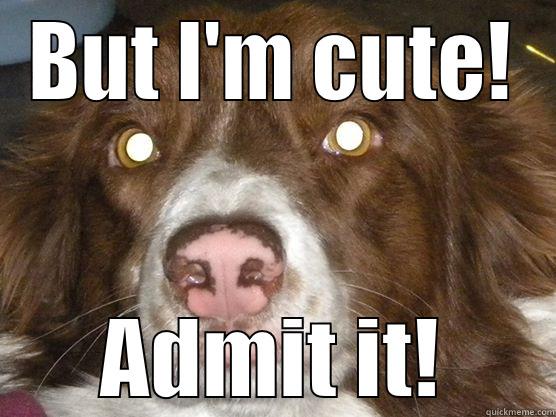 BUT I'M CUTE! ADMIT IT! Misc