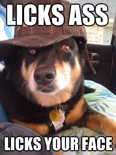 Licks ass Licks your face  Scumbag dog
