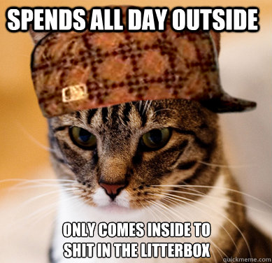 spends all day outside only comes inside to shit in the litterbox  Scumbag Cat