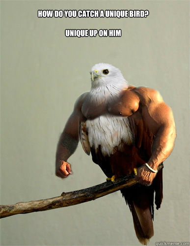 how do you catch a unique bird?

unique up on him  Birds With Arms