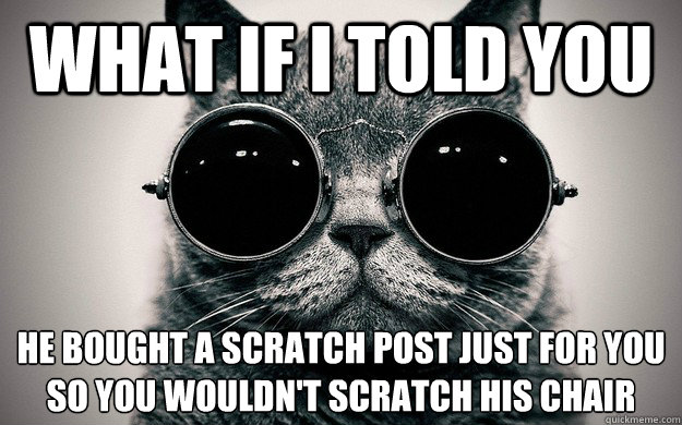 What if i told you HE bought a scratch post just for you so you wouldn't scratch his chair - What if i told you HE bought a scratch post just for you so you wouldn't scratch his chair  Morpheus Cat Facts