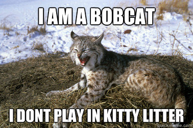 I am a bobcat I dont play in kitty litter  Bobcat