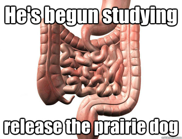 He's begun studying release the prairie dog - He's begun studying release the prairie dog  Scumbag Intestine