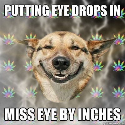 putting eye drops in miss eye by inches  Stoner Dog