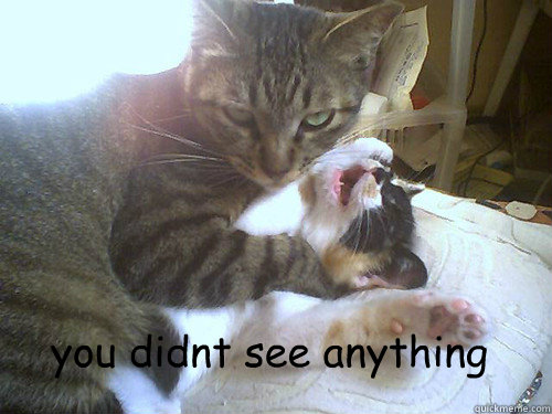  you didnt see anything -  you didnt see anything  funny cat