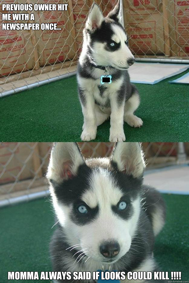 Previous owner hit 
me with a 
newspaper once... Momma always said if looks could kill !!!!  Insanity puppy