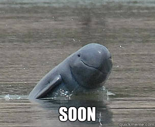  soon -  soon  Soon dolphin