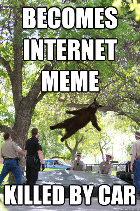 Becomes internet meme Killed by car  Boulder Bear