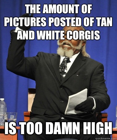 The amount of pictures posted of tan and white Corgis  Is too damn high - The amount of pictures posted of tan and white Corgis  Is too damn high  The Rent Is Too Damn High