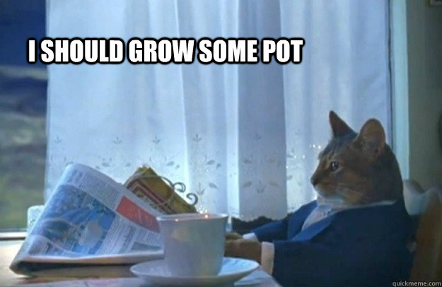I should grow some pot  Sophisticated Cat
